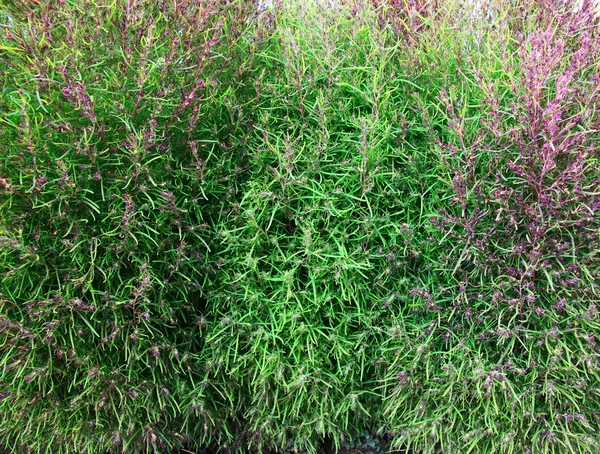 kochia - dışa dönük çalı