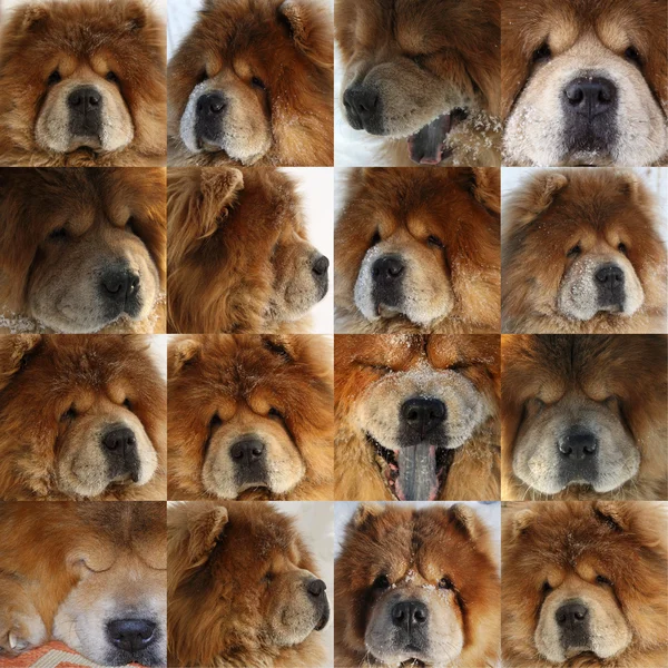 Комплект из портретов красивой собаки породы чау-чау — стоковое фото