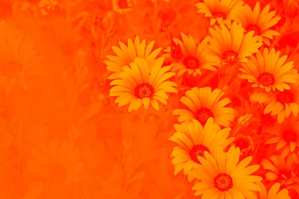 Sfondo da una calendula — Foto Stock