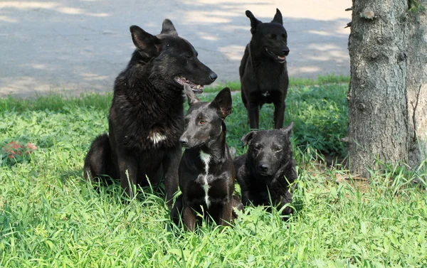 Vuelo de perros negros — Foto de Stock