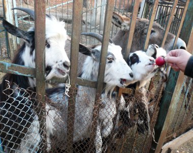 bir kafes arkasında keçi