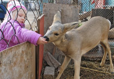 Kız bir geyik bir kafeste beslemek