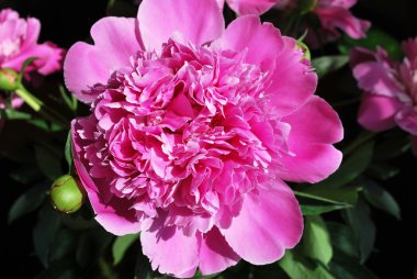 Güzel pembe şakayık