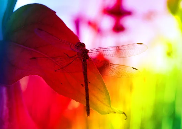 Dragonfly σε ένα ζωηρόχρωμο υπόβαθρο — Φωτογραφία Αρχείου