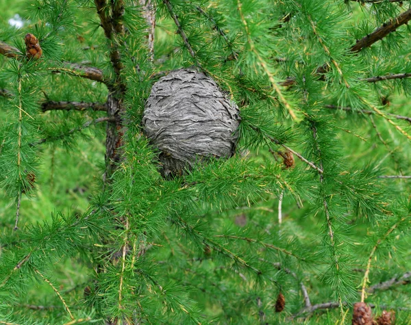 La colmena de las abejas salvajes sobre el alerce —  Fotos de Stock