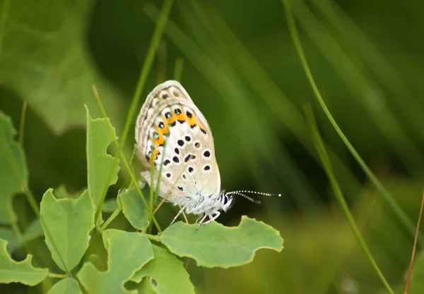 Green background with the butterfly — Stock Photo, Image