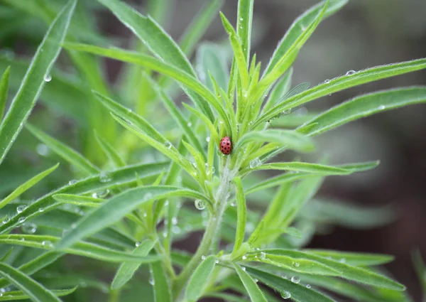 Ladybird on leaves — Stock Photo, Image