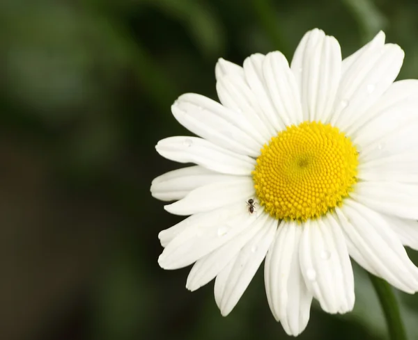 एक कॅमोमेलच्या फुलावर अँट — स्टॉक फोटो, इमेज