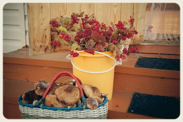 Foto vintage, cogumelos e bagas — Fotografia de Stock