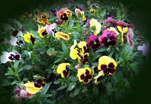 Λουλούδι φόντο από πανσέδες — Φωτογραφία Αρχείου