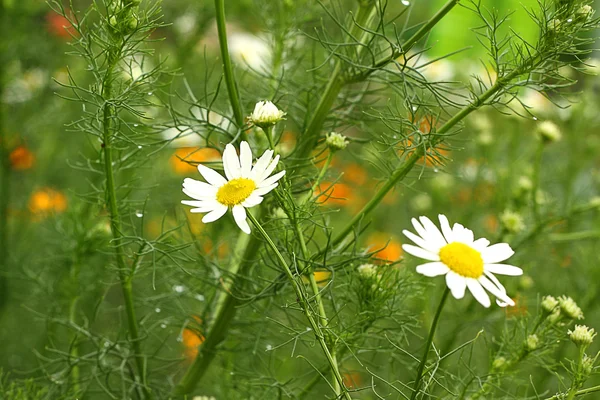 緑の牧草地に白いカミツレ — ストック写真