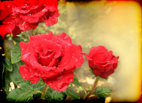 Beautiful card with scarlet roses — Stock Photo, Image