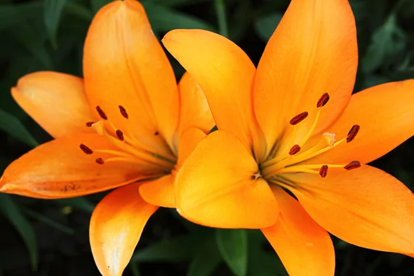 Λουλούδια ένα πορτοκαλί κρίνου — Φωτογραφία Αρχείου