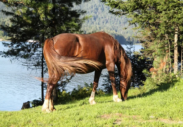 Pregnant horse eats a juicy green grass — Stock Photo, Image
