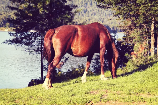 Pregnant horse eats a juicy green grass — Stock Photo, Image