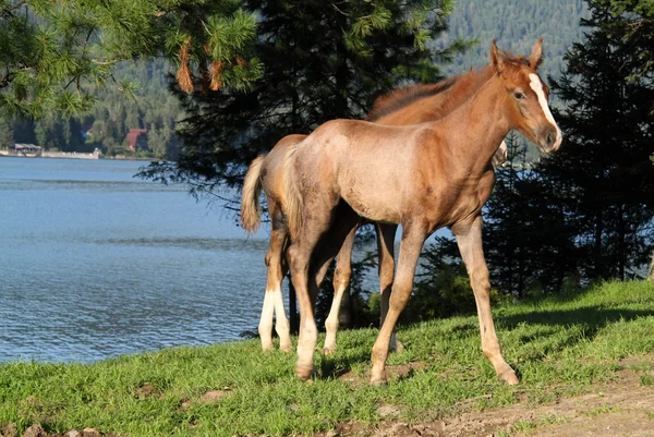 湖の海岸に 2 つの子馬 — ストック写真