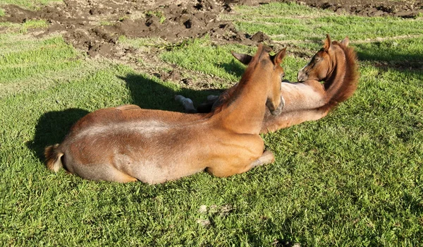Twee veulens lag op een gras — Stockfoto
