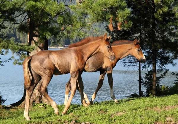 湖の海岸に 2 つの子馬 — ストック写真