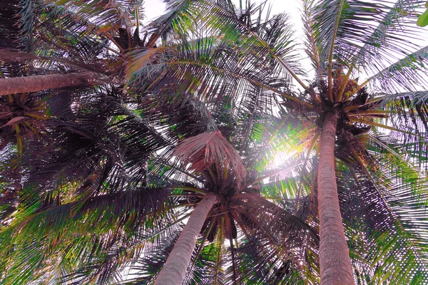 Gebladerte van een palmboom — Stockfoto