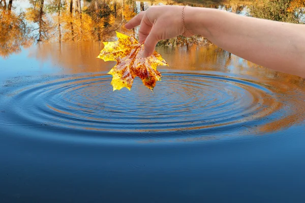 Folha de um bordo em uma mão feminina em um contexto de um outono la — Fotografia de Stock