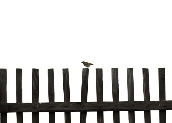 Small bird sits on a wooden fence — Stock Photo, Image