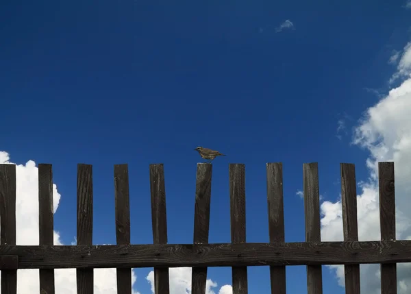 Küçük kuş ahşap bir çit oturur — Stok fotoğraf