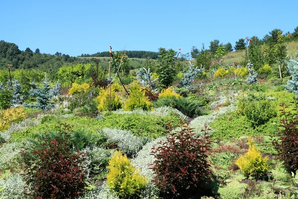 Plantas ornamentais brilhantes em um jardim — Fotografia de Stock