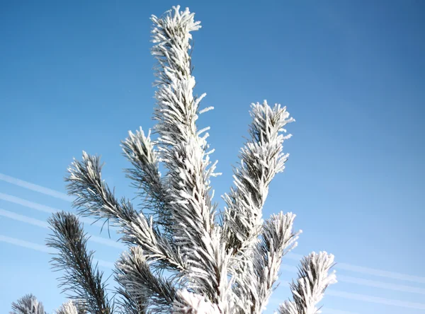 Albero di Natale in hoarfrost — Foto Stock