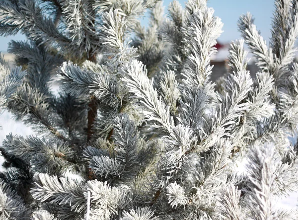 Hoarfrost Noel ağacı — Stok fotoğraf