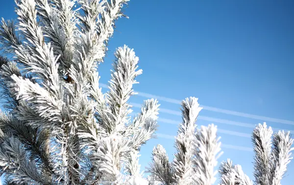 Julgran i rimfrosten — Stockfoto