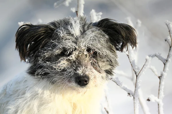 霜で毛むくじゃらの白い犬 — ストック写真
