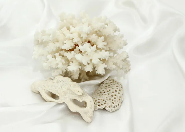 White sea souvenirs: a coral and stones — Stock Photo, Image