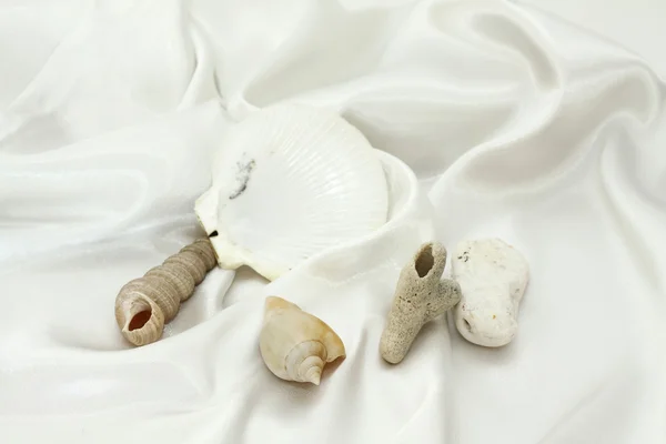 White stones and cockleshell on a white background — Stock Photo, Image