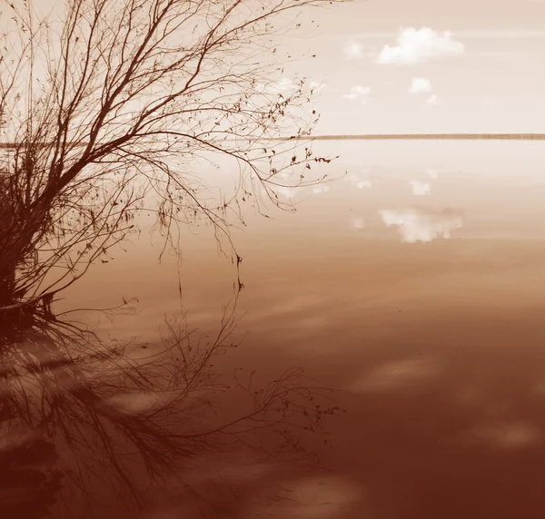 Árbol solitario con reflejo en el agua — Foto de Stock