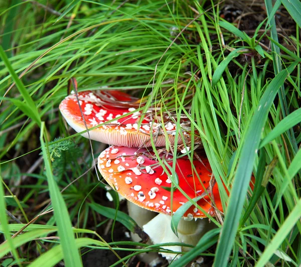 Dos ácaros de mosca roja en una hierba verde —  Fotos de Stock