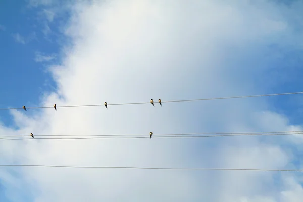 Swallows perched on a wire — Stock Photo, Image