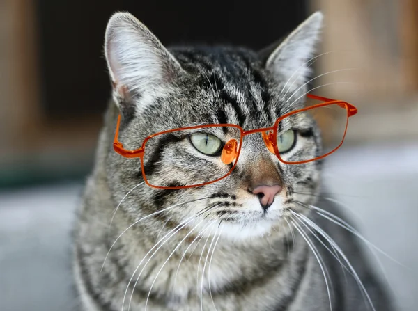 Portrait of a grey striped cat in glasses — Stock Photo, Image