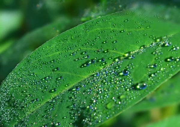 Feuille Verte Avec Des Gouttes Eau Irisées Transparentes Gros Plan — Photo