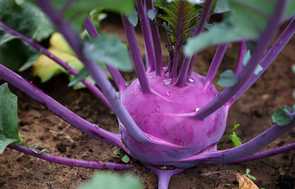 Fioletowa Kapusta Kohlrabi Rośnie Gardzie Kuchennym — Zdjęcie stockowe