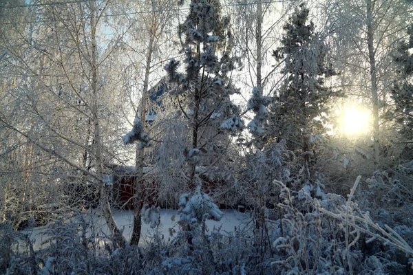 青空と太陽を背景に 晴れた日に白いふわふわの霜の中の白樺や松 — ストック写真