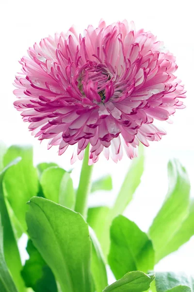 Işıklı arka plan önünde İngilizce papatya çiçeği