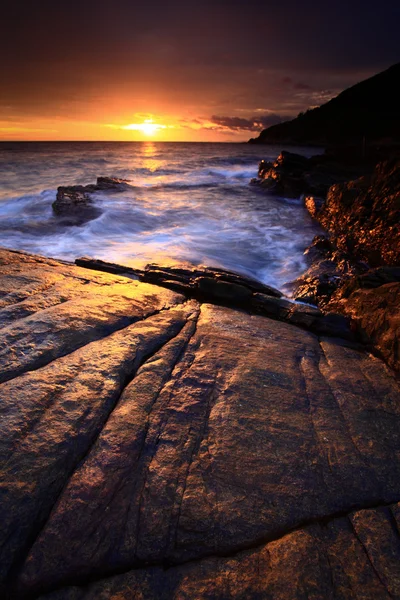 Passera di mare — Foto Stock