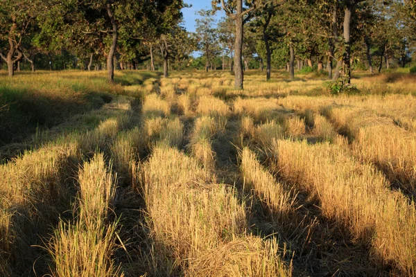 Campo di grano — Foto Stock