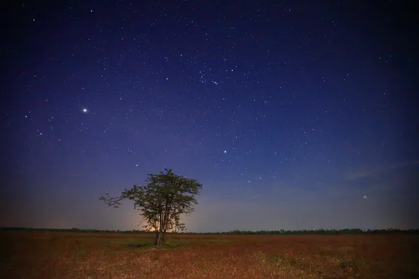 Estrela — Fotografia de Stock