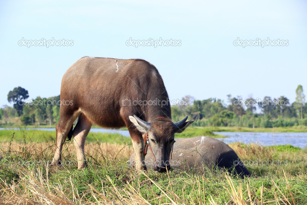 Feeding asian water buffalo