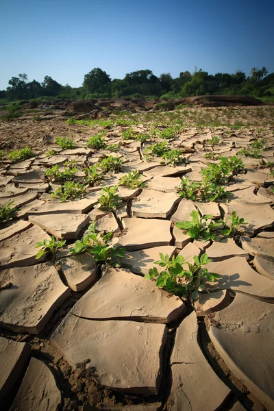 Dry land — Stock Photo, Image