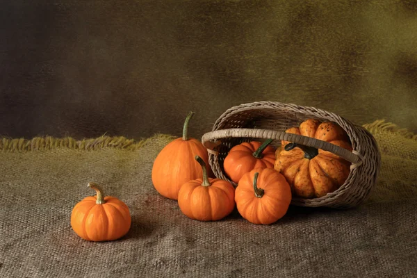 Pumpkin — Stock Photo, Image