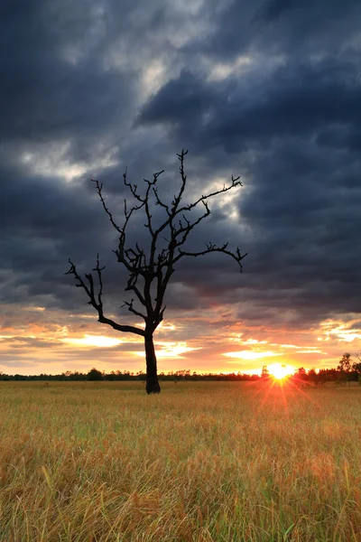Cornfield sunset — Stock Photo, Image