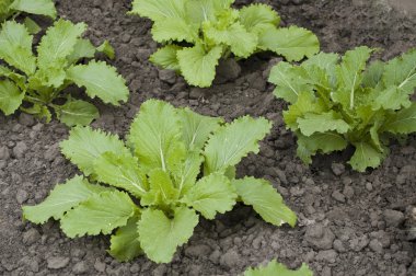 Napa Cabbage or Pe-tsai or Chinese cabbage(Brassica pekinensis) clipart