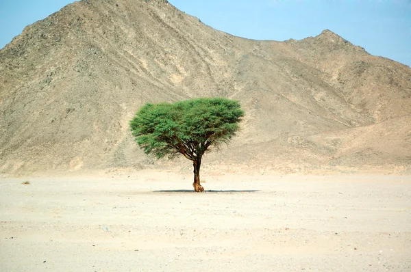 Osamělý strom v poušti — Stock fotografie